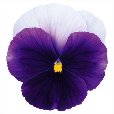 パンジー パシオ(R) ビーコン