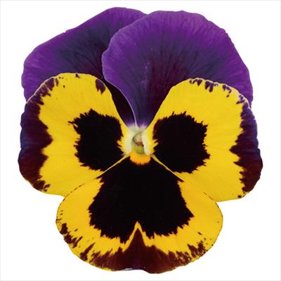 パンジー パシオ(R) パープル＆イエローブロッチ