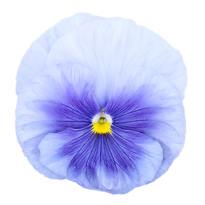 パンジー パシオ(R) ブルーフレア