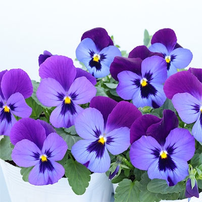 パンジー よく咲くスミレ ラムレーズン