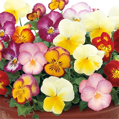 パンジー 夢色スミレ モーニングスマイル
