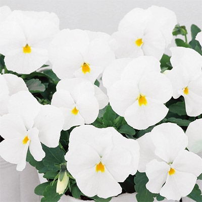 パンジー よく咲くスミレ マシュマロ