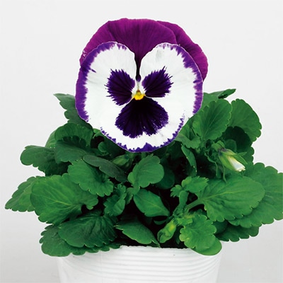 パンジー パシオ（R） ブルー＆ホワイト