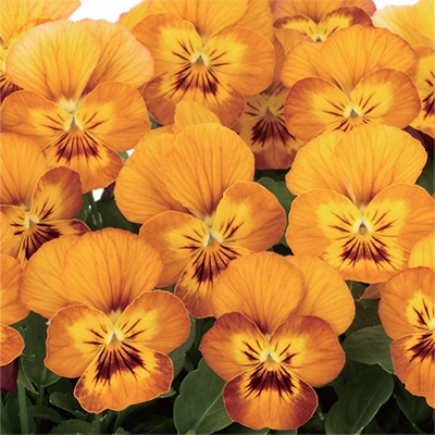 ビオラ コリーナ テラコッタ