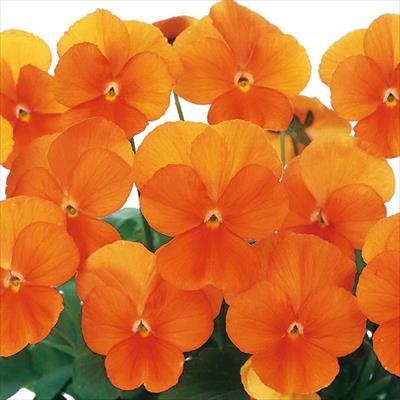 ビオラ ピエナ(R) オレンジ