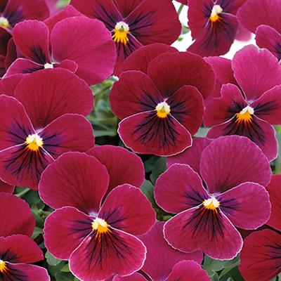 ビオラ ピエナ(R) ローズブロッチ