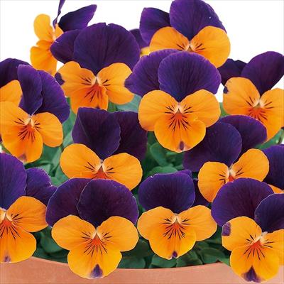 ビオラ ピエナ(R) オレンジジャンプアップ