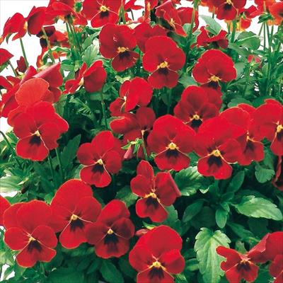 ビオラ 百花繚乱ももか（Ｒ） ほむらももか