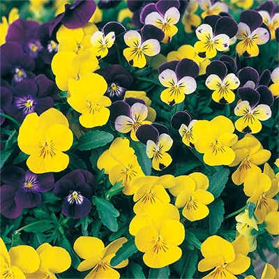 ビオラ 美色混合