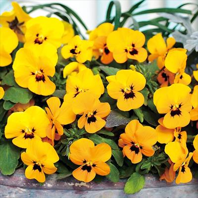 ビオラ ピエナ(R) ゴールデンブロッチ