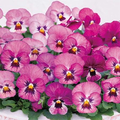 ビオラ ピエナ(R) ピーチ