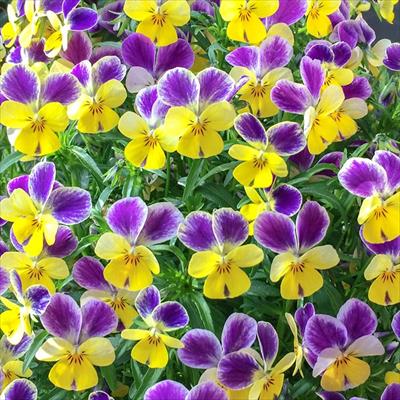 草花の種 パンジー ビオラ 種 タネ 球根 苗の通販はサカタのタネ オンラインショップ