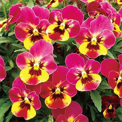 ビオラ 百花繚乱ももか(Ｒ) るびーももか