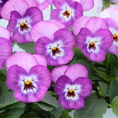 ビオラ ピエナ(R) ライラックピコティー