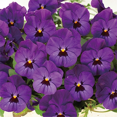 ビオラ ピエナ(R) ブルーレイ