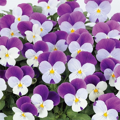 ビオラ ピエナ(R)  ブルー＆ホワイト