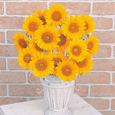 ヒマワリ ビンセント(R) (2型) クリアオレンジ DMR