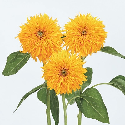 ヒマワリ 八重まるこ