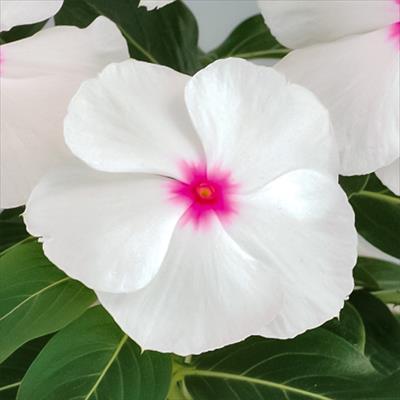 ニチニチソウ サンダー(R) ポルカドット