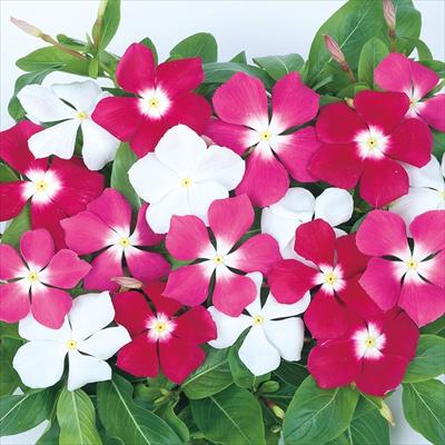 ニチニチソウ メディタレニアンXP ミックス