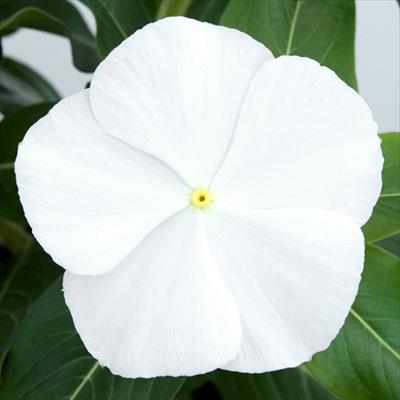 ニチニチソウ サンダー(R) ホワイト