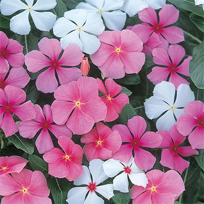 ニチニチソウ パレード ミックス