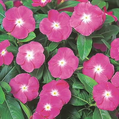 ニチニチソウ エクエイター ピンクアイ