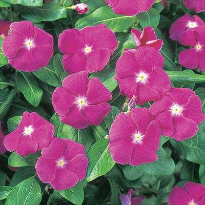 ニチニチソウ エクエイター グレープ