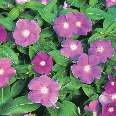 ニチニチソウ エクエイター ラベンダー