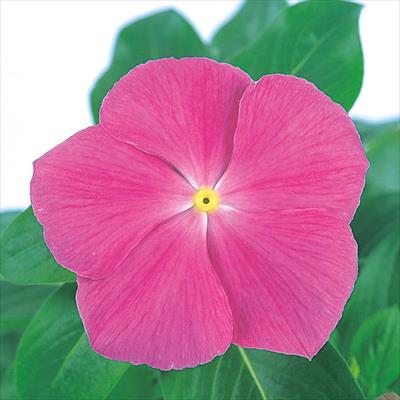 ニチニチソウ ビテッセ ピンク