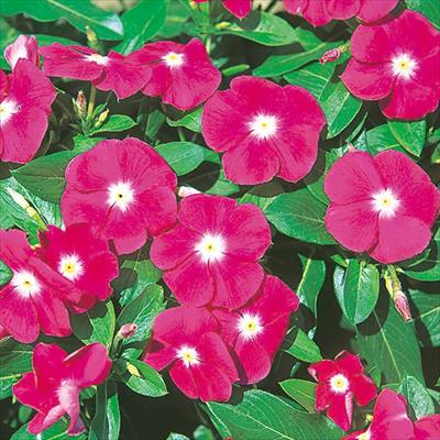 ニチニチソウ エクエイター ローズ