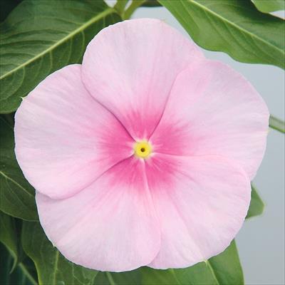 ニチニチソウ サンダー(R) アイシーピンク