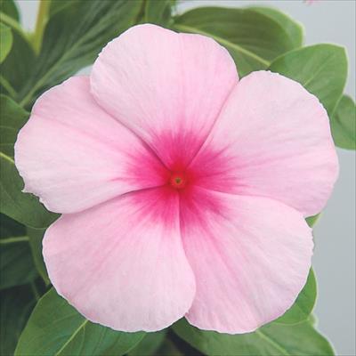 ニチニチソウ サンダー(R) ストロベリー