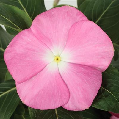 ニチニチソウ サンダー（R) ピンク