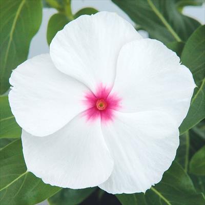 ニチニチソウ サンダー(R) ポルカドット