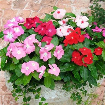 ニチニチソウ サンダー(R) ミックス