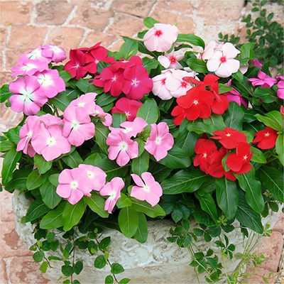 ニチニチソウ サンダー(R) ミックス