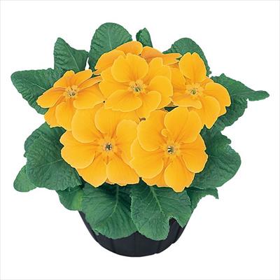 プリムラ ポリアンタ アプリ ゴールデンシェード