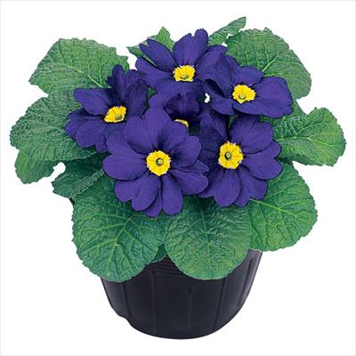 プリムラ ポリアンタ アプリ ブルー(ver.2）