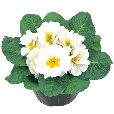 プリムラ ポリアンタ アプリ ホワイト（ver.2）