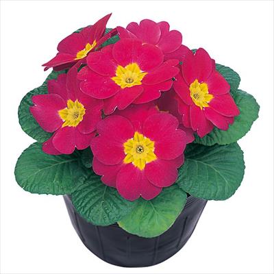 プリムラ ポリアンタ アプリ ローズシェード