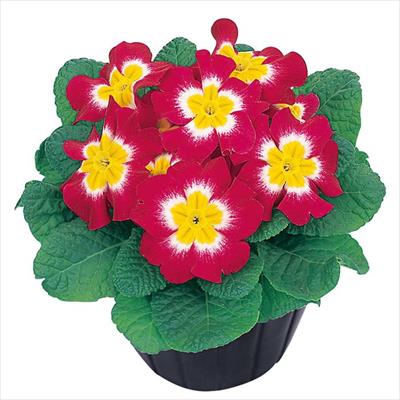 プリムラ ポリアンタ アプリ ローズバイカラー