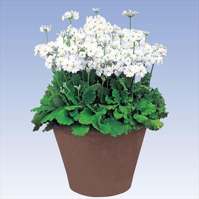 プリムラ マラコイデス うぐいす ホワイト