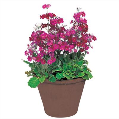 草花の種（タネ）｜サカタのタネ オンラインショップ