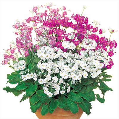 プリムラ マラコイデス うぐいす 混合