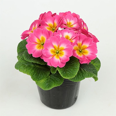 プリムラ ポリアンタ アプリ ピンクバイカラー(ver.2)