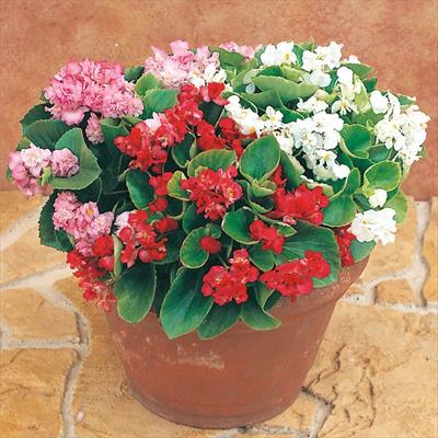 ベゴニア クイーン ミックス