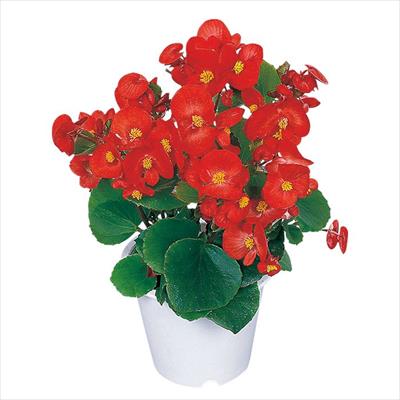 ベゴニア アンバサダー スカーレット