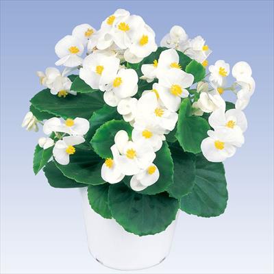 ベゴニア アンバサダー ホワイト（ver.2）