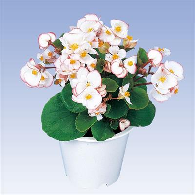 ベゴニア アンバサダー バイカラー